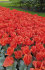 Тюльпан Джаент Оранж Санрайз (Tulipa Giant Orange Sunrise), 5 шт (разбор 16/18!)