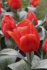 Тюльпан Джаент Оранж Санрайз (Tulipa Giant Orange Sunrise), 5 шт (разбор 16/18!)