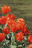 Тюльпан Джаент Оранж Санрайз (Tulipa Giant Orange Sunrise), 5 шт (разбор 16/18!)