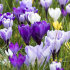 Крокус крупноцветковый смесь (Crocus vernus Mixed), 25 шт (разбор 8/9)