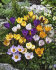 Крокус крупноцветковый смесь (Crocus vernus Mixed), 25 шт (разбор 8/9)
