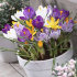 Крокус крупноцветковый смесь (Crocus vernus Mixed), 25 шт (разбор 8/9)