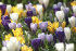 Крокус крупноцветковый смесь (Crocus vernus Mixed), 25 шт (разбор 8/9)