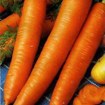 Морковь монастырская