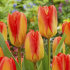 Тюльпан Кандела Фестивал (Tulipa Candela Festival), 10 шт (разбор 11/12)