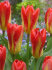 Тюльпан Кандела Фестивал (Tulipa Candela Festival), 10 шт (разбор 11/12)