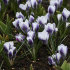 Крокус Принц Клаус (Crocus Prins Claus), 25 шт (разбор 5/7)