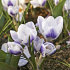 Крокус Принц Клаус (Crocus Prins Claus), 25 шт (разбор 5/7)