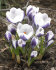 Крокус Принц Клаус (Crocus Prins Claus), 25 шт (разбор 5/7)