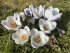 Крокус Принц Клаус (Crocus Prins Claus), 25 шт (разбор 5/7)