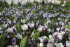 Крокус Принц Клаус (Crocus Prins Claus), 25 шт (разбор 5/7)