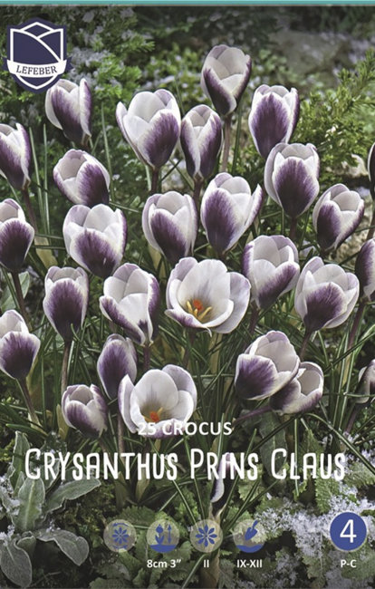 Крокус Принц Клаус (Crocus Prins Claus), 25 шт (разбор 5/7)