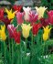 Тюльпан лилиецветный смесь (Tulipa Lily-flowered Mixed), 10 шт (разбор 12/14)