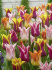 Тюльпан лилиецветный смесь (Tulipa Lily-flowered Mixed), 10 шт (разбор 12/14)