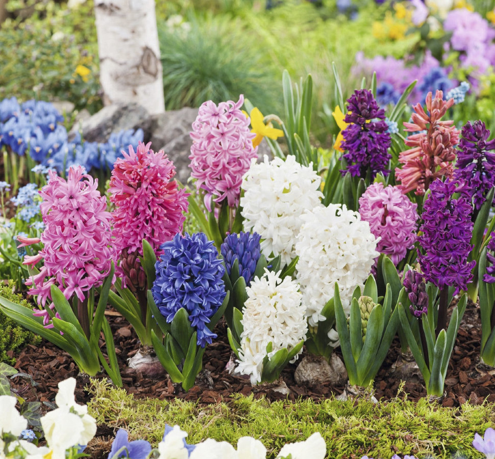 Гиацинт смесь сортов (Hyacinthus Mixed), 3 шт (горшечный, разбор 18/19!)