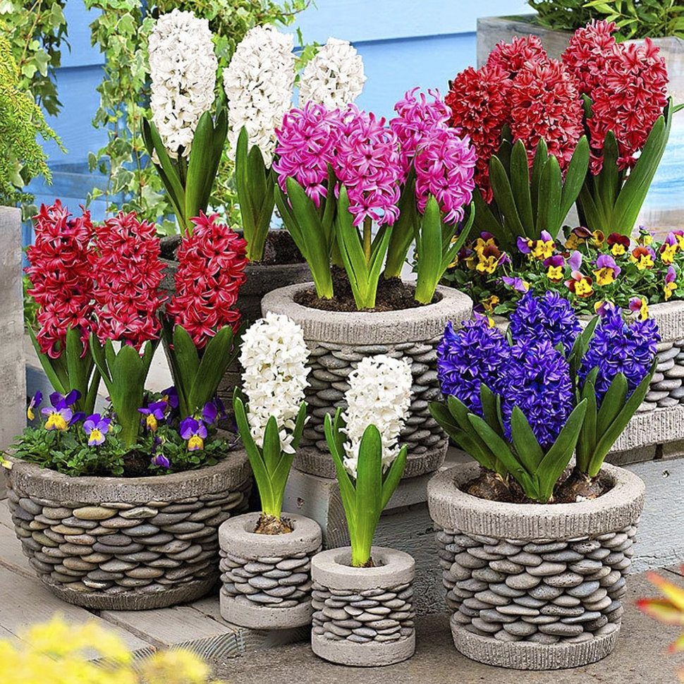 Купить гиацинт смесь сортов (hyacinthus mixed), 3 шт (горшечный, разбор  18/19!) по цене 490 руб. в интернет магазине 