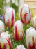 Тюльпан Карнавал де Рио (Tulipa Carnaval de Rio), 10 шт (разбор 12/14)