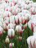 Тюльпан Карнавал де Рио (Tulipa Carnaval de Rio), 10 шт (разбор 12/14)