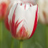 Тюльпан Карнавал де Рио (Tulipa Carnaval de Rio), 10 шт (разбор 12/14)