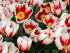 Тюльпан Карнавал де Рио (Tulipa Carnaval de Rio), 10 шт (разбор 12/14)