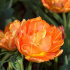 Тюльпан Орка (Tulipa Orca), 10 шт (разбор 11/12)