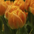 Тюльпан Орка (Tulipa Orca), 10 шт (разбор 11/12)