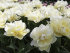 Тюльпан Эвита (Tulipa Evita), 10 шт (разбор 11/12)