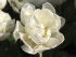 Тюльпан Эвита (Tulipa Evita), 10 шт (разбор 11/12)