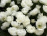 Тюльпан Эвита (Tulipa Evita), 10 шт (разбор 11/12)