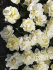 Тюльпан Эвита (Tulipa Evita), 10 шт (разбор 11/12)