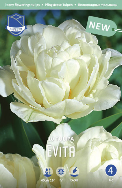 Тюльпан Эвита (Tulipa Evita), 10 шт (разбор 11/12)