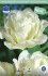 Тюльпан Эвита (Tulipa Evita), 10 шт (разбор 11/12)