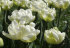 Тюльпан Эвита (Tulipa Evita), 10 шт (разбор 11/12)