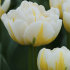 Тюльпан Эвита (Tulipa Evita), 10 шт (разбор 11/12)