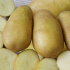 Ботанические семена картофеля Гибридная популяция АЛЬБИНА