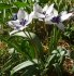 Тюльпан хумилис Альба Коэрулея Окулата (Tulipa humilis Alba Coerulea Oculata), 5 шт (разбор 6/7)