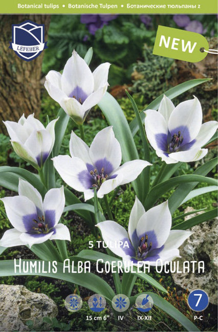 Тюльпан хумилис Альба Коэрулея Окулата (Tulipa humilis Alba Coerulea Oculata), 5 шт (разбор 6/7)