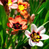 Спараксис триколор (Sparaxis tricolor), 10 шт