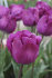 Тюльпан Дип Пепл Рок (Tulipa Deep Purple Rock), 10 шт (разбор 12/14)