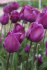 Тюльпан Дип Пепл Рок (Tulipa Deep Purple Rock), 10 шт (разбор 12/14)