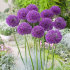Аллиум Пепл Сенсейшн (Allium Purple Sensation), 15 шт
