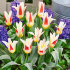 Тюльпан Иоганн Штраусс (Tulipa Johann Strauss), 10 шт (разбор 11/12)