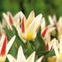 Тюльпан Иоганн Штраусс (Tulipa Johann Strauss), 10 шт (разбор 11/12)