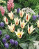 Тюльпан Иоганн Штраусс (Tulipa Johann Strauss), 10 шт (разбор 11/12)