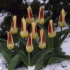 Тюльпан Иоганн Штраусс (Tulipa Johann Strauss), 10 шт (разбор 11/12)