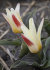 Тюльпан Иоганн Штраусс (Tulipa Johann Strauss), 10 шт (разбор 11/12)