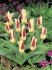 Тюльпан Иоганн Штраусс (Tulipa Johann Strauss), 10 шт (разбор 11/12)
