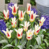 Тюльпан Иоганн Штраусс (Tulipa Johann Strauss), 10 шт (разбор 11/12)