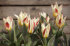 Тюльпан Иоганн Штраусс (Tulipa Johann Strauss), 10 шт (разбор 11/12)