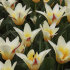 Тюльпан Иоганн Штраусс (Tulipa Johann Strauss), 10 шт (разбор 11/12)